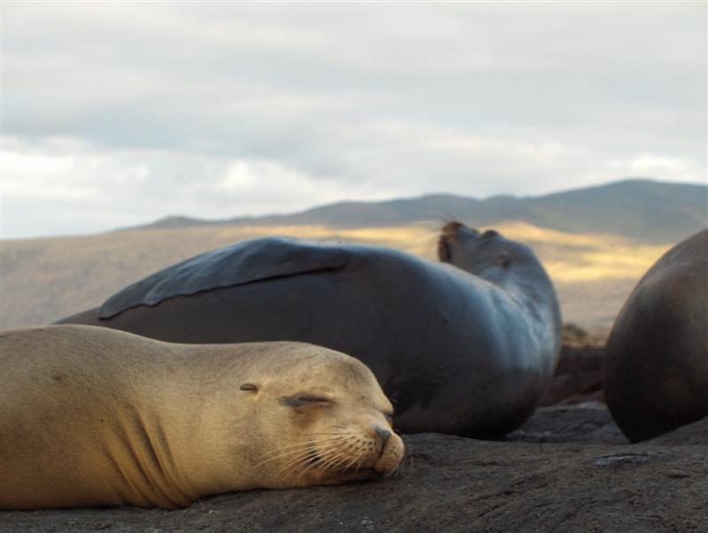 Galapagos, Puerto Egas, Isola San Salvador, Isla, Leoni marini assonnati