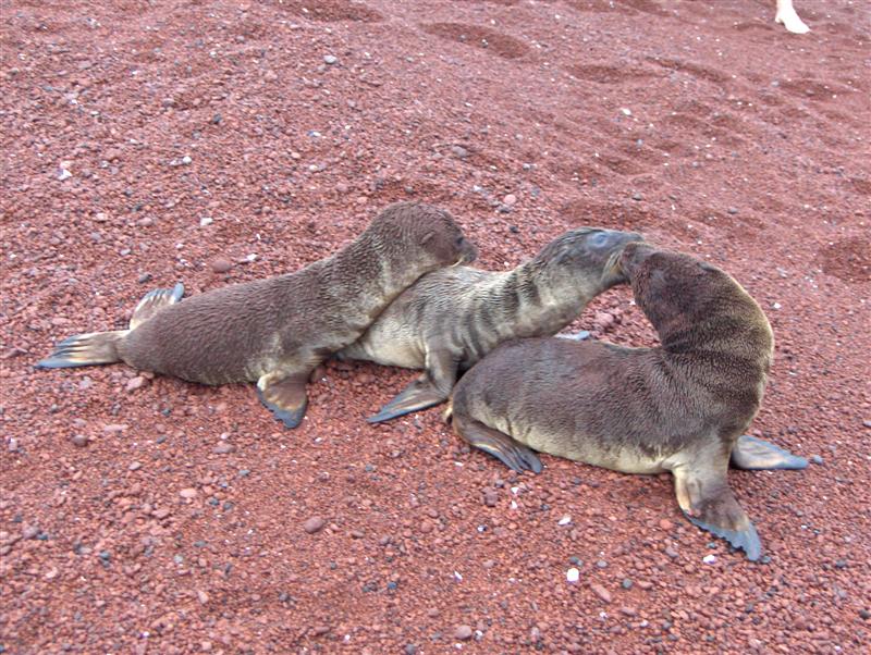 Galapagos, Isola Rabida, Isla, Cuccioli di leone marino, Da notare il colore della sabbia: rosso, mattone, come definirlo? Ogni isola ha paesaggi e tinte differenti