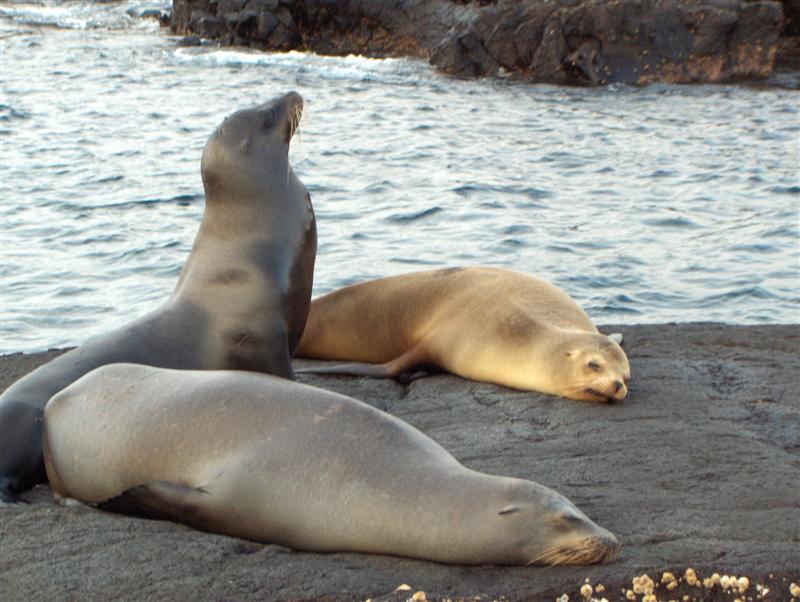 Galapagos, Puerto Egas, Isola San Salvador, Isla, I leoni marini adorano la siesta dopo il pasto